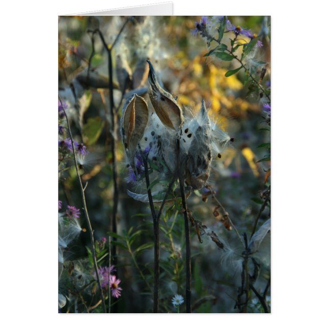 Hermoso sueño (Frente)