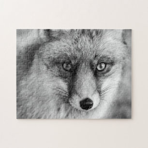 Hermoso zorro rojo en blanco y negro, rompecabezas