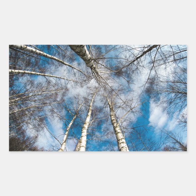 Hermosos árboles yendo hacia el Pegatina del cielo (Anverso)