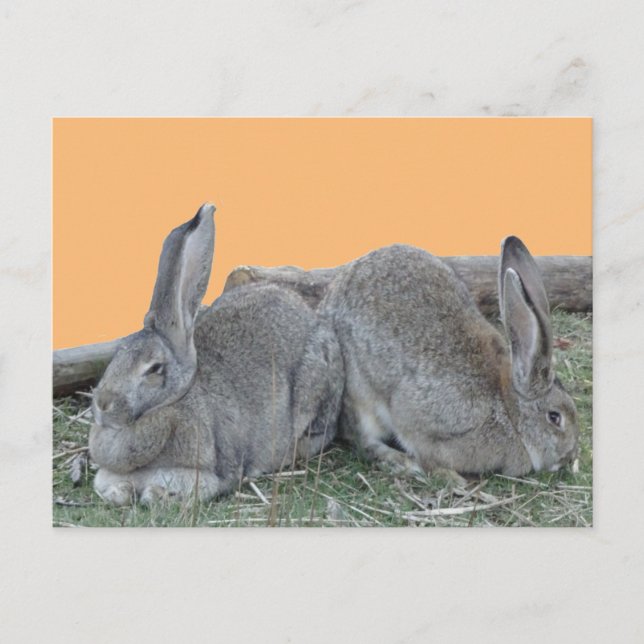 Hermosos Conejitos. Postal BG Color DIY (Anverso)