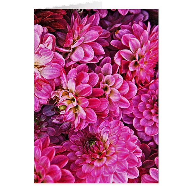 Hermosos dahlias rosas (Frente)