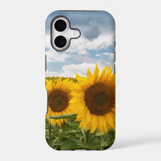 hermosos girasoles de verano