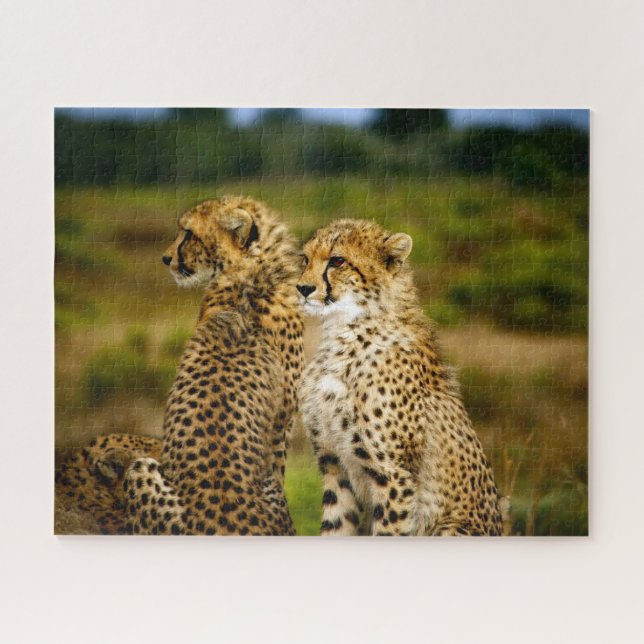 Hermosos hermanos guepardo, rompecabezas (Horizontal)