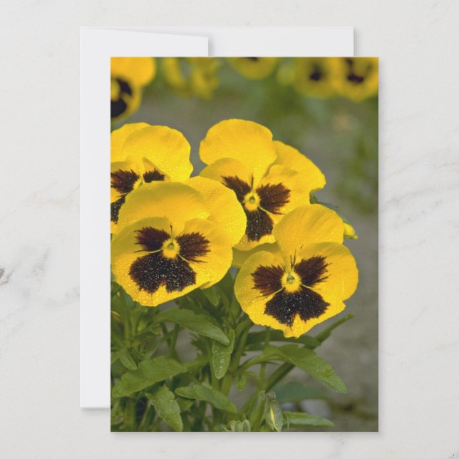 Hermosos Pansies Amarillos (Anverso)