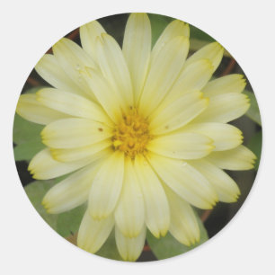 Hermosos Pegatinas Amarillos de Marigold