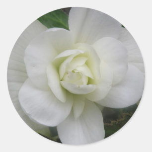Hermosos Pegatinas de Carnación Blanca