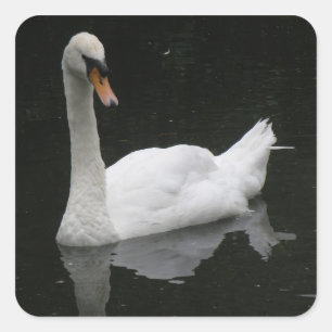 Hermosos Pegatinas de cisne blanco