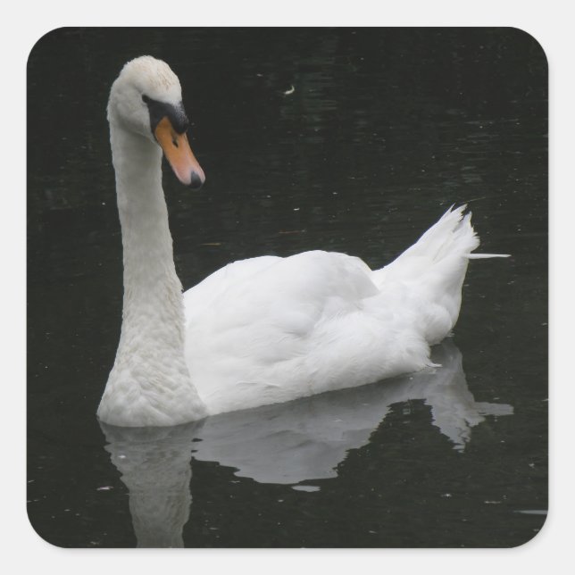 Hermosos Pegatinas de cisne blanco (Anverso)