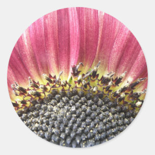 Hermosos Pegatinas de girasol rosado