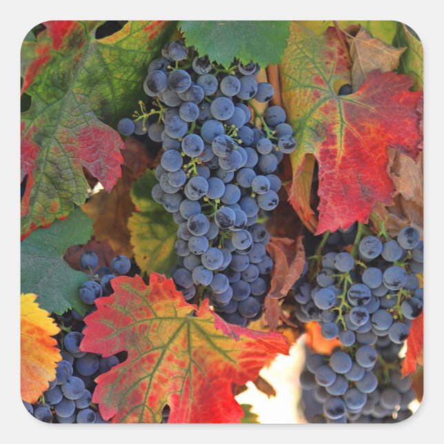 Hermosos Pegatinas de uva de vino de cosecha (Anverso)