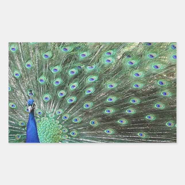 Hermosos pegatinas Peacock (Anverso)