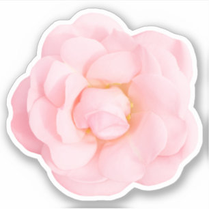Hermosos pegatinas rosas