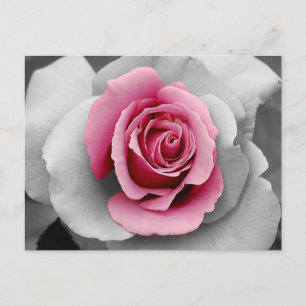 Hermosos pétalos de rosa rosados imprimir postal