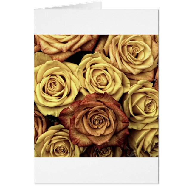 Hermosos Rosas antiguos (Frente)