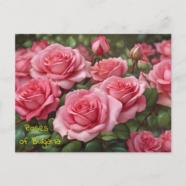 Hermosos Rosas de la postal de Bulgaria (Anverso)