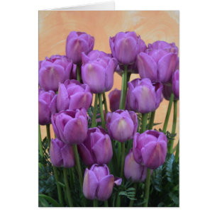 Hermosos tulipanes de primavera morada