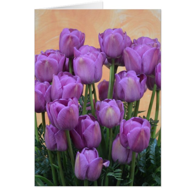 Hermosos tulipanes de primavera morada (Frente)