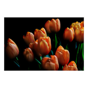 Hermosos Tulipanes Naranjas en Póster Negro