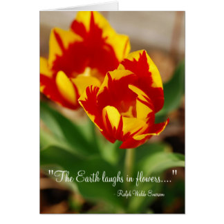 Hermosos Tulips