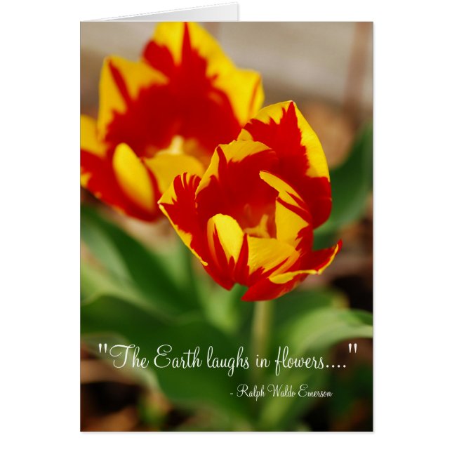 Hermosos Tulips (Frente)