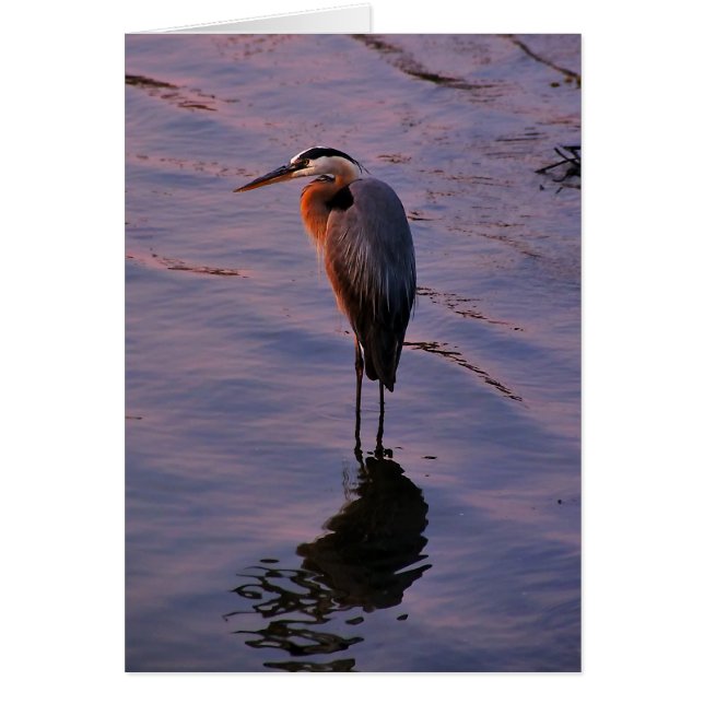 Herodias del Ardea (Frente)