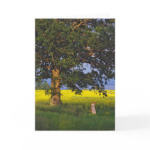 HÉROE DEL NORTE   VERMONT DE LAS TARJETAS DE FELIC