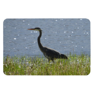 Heron azul en el imán de los estanques de Wetland