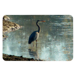 Heron azul en el imán de Wetland