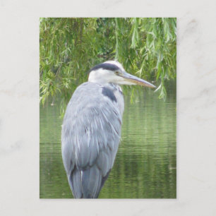 Heron cerrar la postal