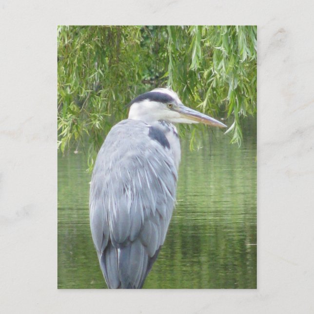 Heron cerrar la postal (Anverso)