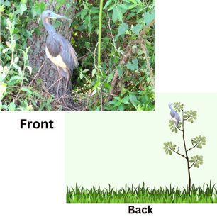Heron de tres colores construyendo un nido