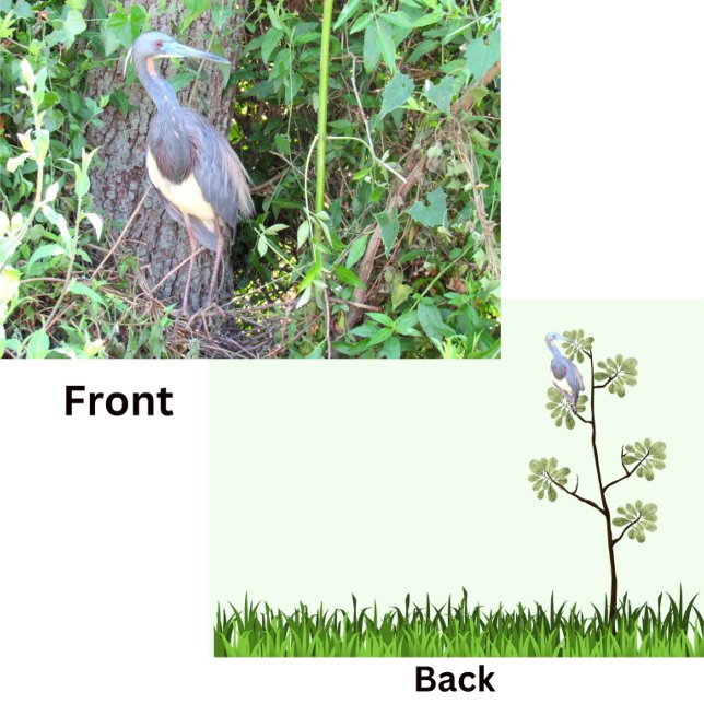 Heron de tres colores construyendo un nido (Subido por el creador)