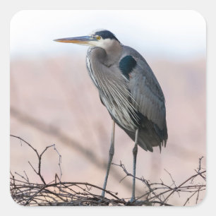 Heron Pegatina