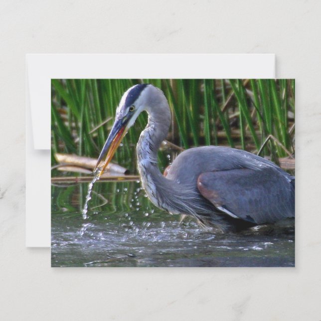 Heron Splash (Anverso)