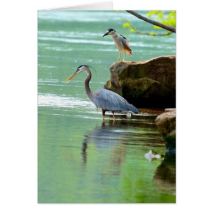 Herons