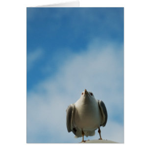 Herring Gull Card