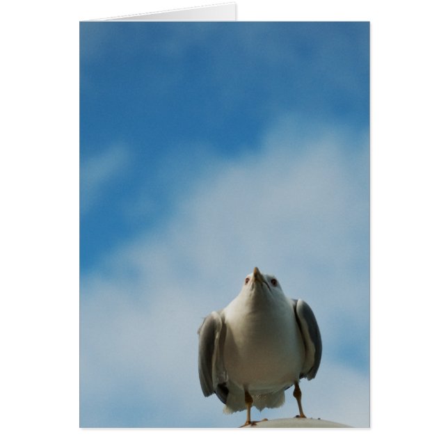 Herring Gull Card (Frente)