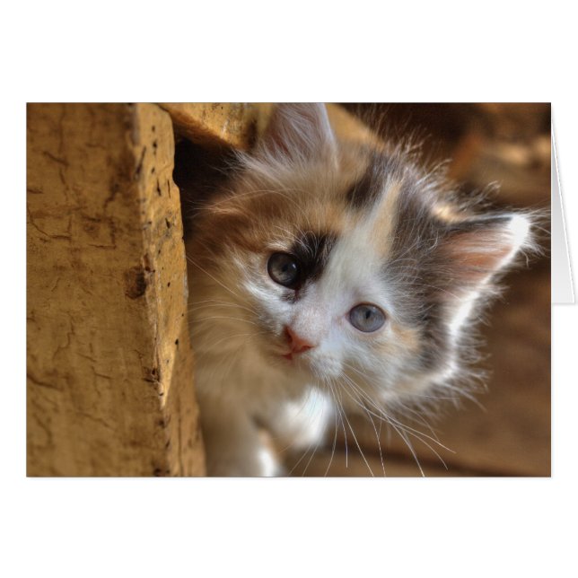 Heterochromia Calico Kitten (Anverso (Horizontal))