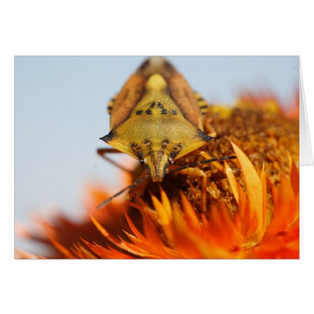 Heteroptera (Anverso (Horizontal))