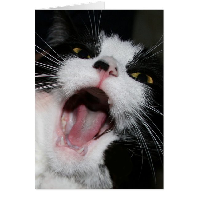 ¡¡¡Hey, estoy HABLANDO CONTIGO!!! Crazy Cat (Frente)