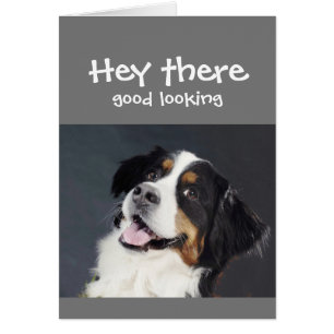 Hey, Hay Un Buen Lugar Flirty Birthday Cute Dog