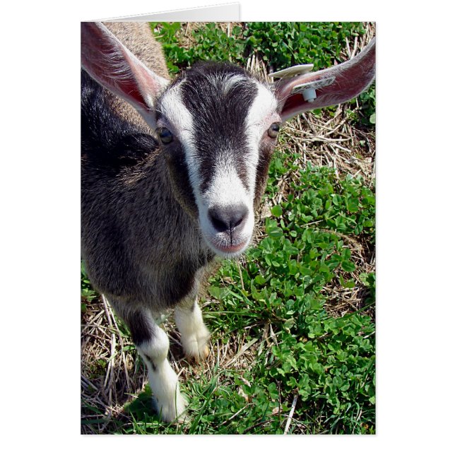 Hi There Goat (Frente)