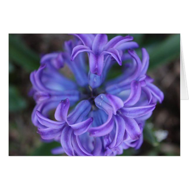 Hiacinato púrpura (Anverso (Horizontal))