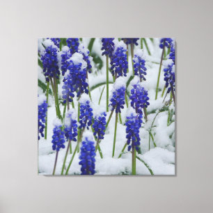 Hiacintos de uva en papel de lienzo de nieve