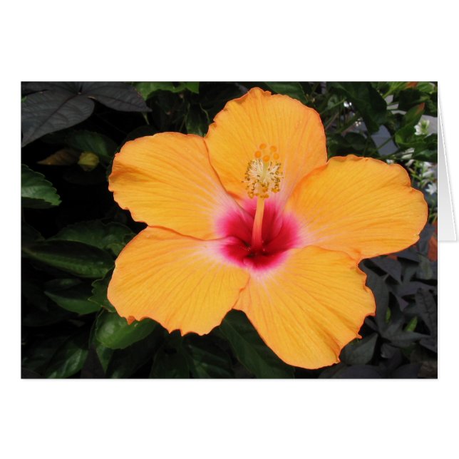 Hibisco (Anverso (Horizontal))