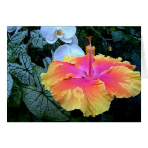 hibisco