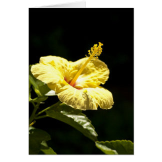 Hibisco amarillo