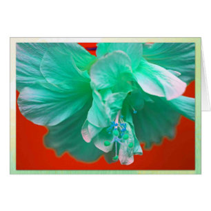 Hibisco azul