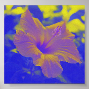 Hibisco - azul-amarillo - impresión
