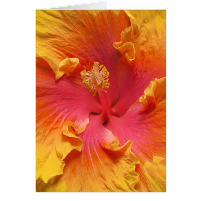 Hibisco caliente (Frente)